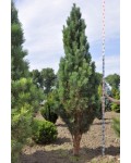 Сосна звичайна Фастігіата | Сосна обыкновенная Фастигиата | Pinus sylvestris Fastigiata